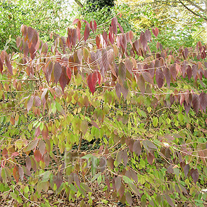 Viburnum Tomentosum