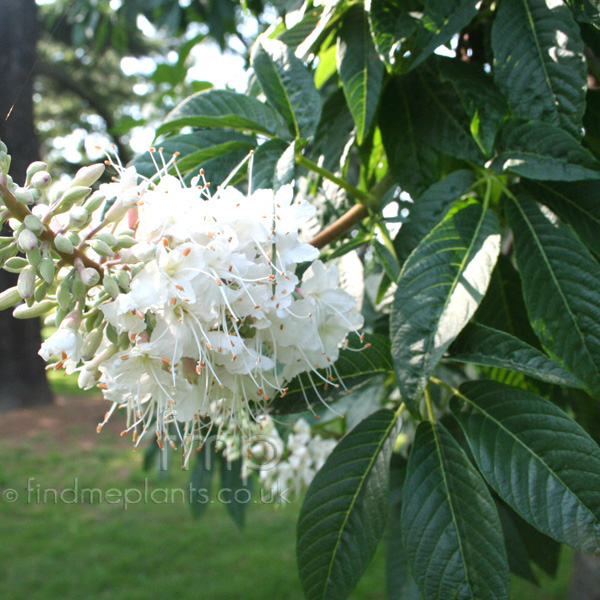 Big Photo of Aesculus Californica Fl