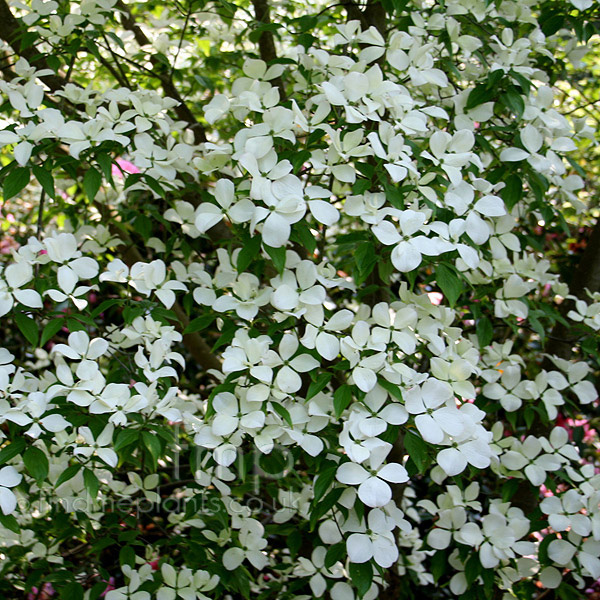 Big Photo of Cornus Rugerensis Aurora