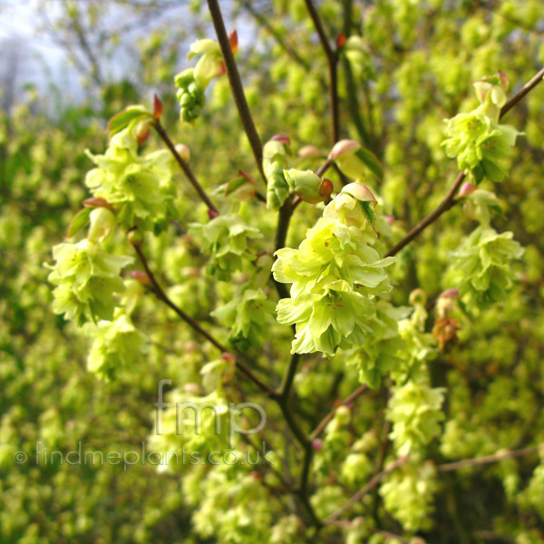 Corylopsis Glabrescens