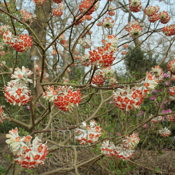 Big Photo of Edgeworthia Red Dragon