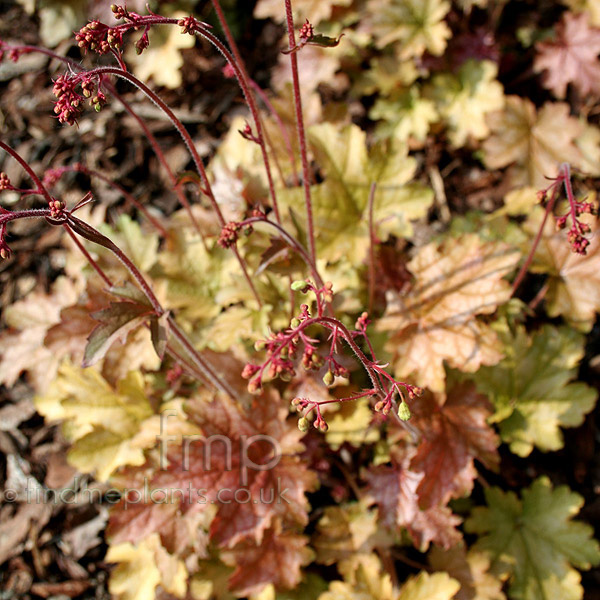 Big Photo of Heuchera Gingerale