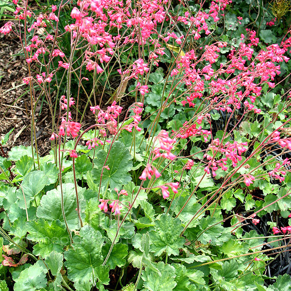 Big Photo of Heuchera Red Spangles