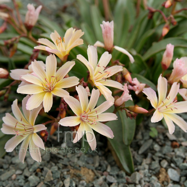 Big Photo of Lewisia Little Peach Fl