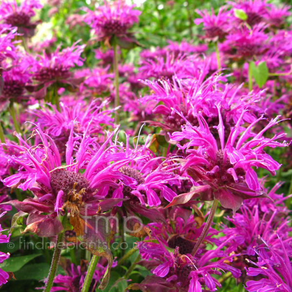 Big Photo of Monarda Scorpion Fl