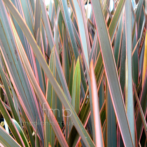 Big Photo of Phormium Rainbow Queen