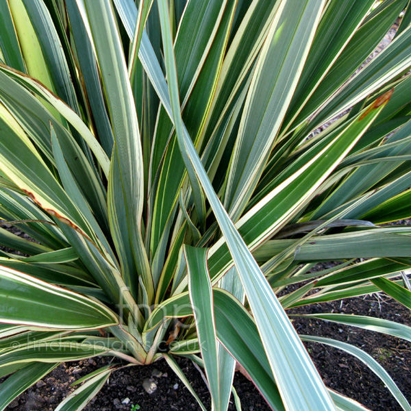 Big Photo of Phormium Tenax Variegatum