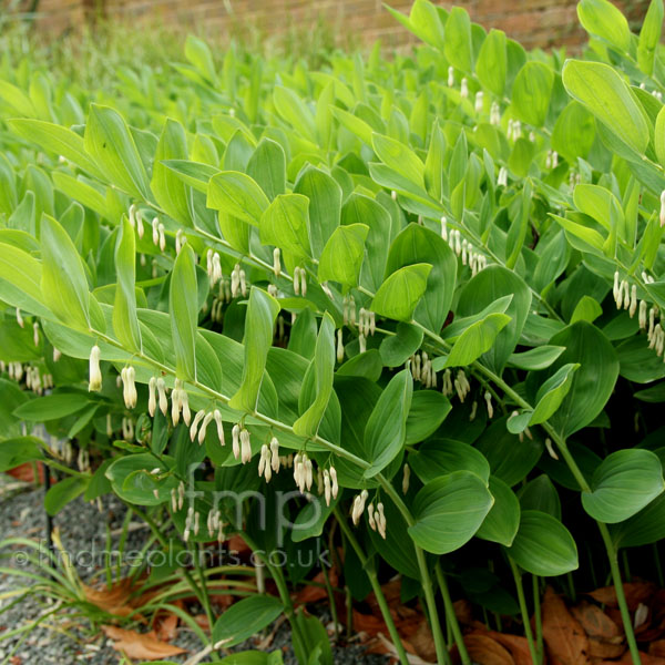 Big Photo of Polygonatum Multiflorum Fl