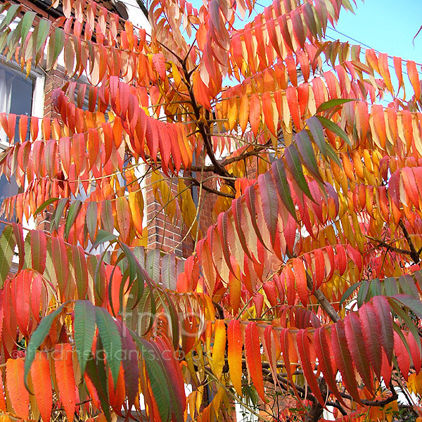 Big Photo of Rhus Typhina