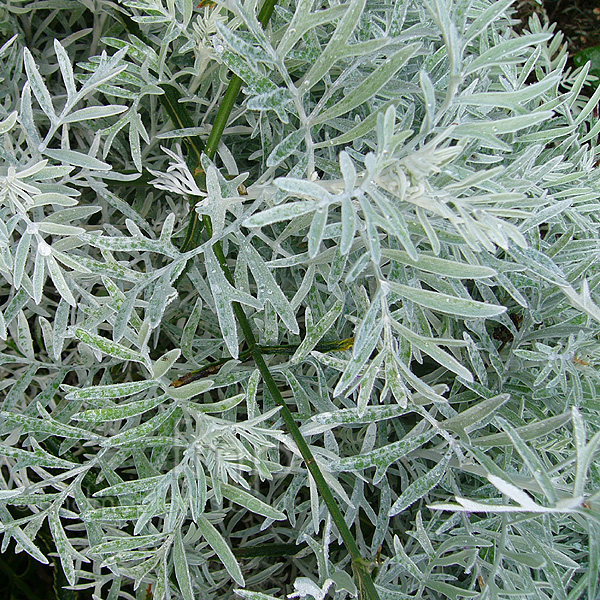 Big Photo of Senecio Viravira