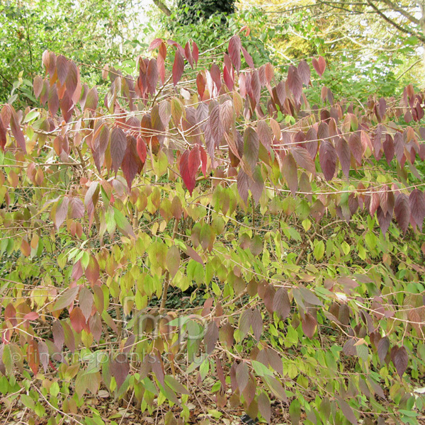 Big Photo of Viburnum Tomentosum